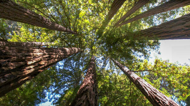 Best Tree Removal Near Me  in Cascade Valley, WA